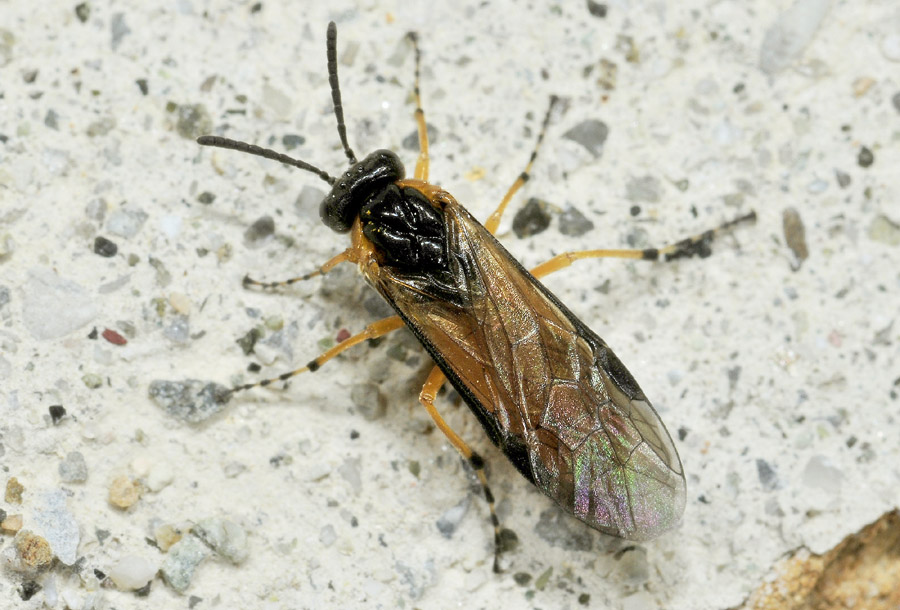 Argidae da det/conf.: no, Athalia cfr. bicolor (Tenthredinidae)